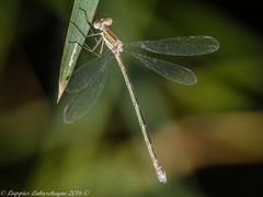 Lestes plagiatus
