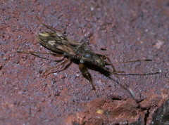Neopamera albocincta