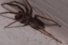 Segestria senoculata