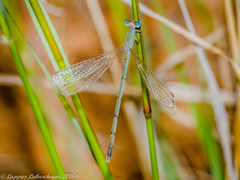 Lestes pallidus