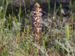 Orobanche cernua