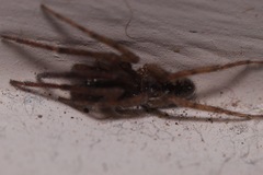 Segestria senoculata