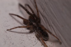 Segestria senoculata