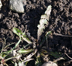 Taraxacum officinale