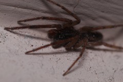 Segestria senoculata
