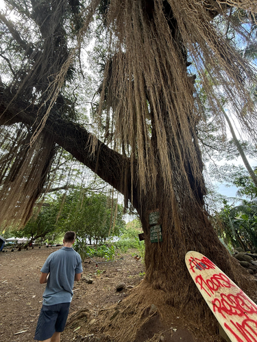 Ficus observed 2026-03-15