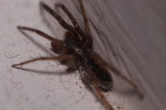 Segestria senoculata
