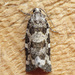Spring Spruce Needle Moth - Photo (c) Fyn Kynd, some rights reserved (CC BY-SA), uploaded by Fyn Kynd