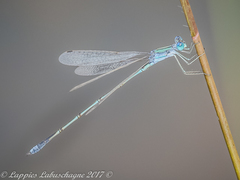 Lestes pallidus