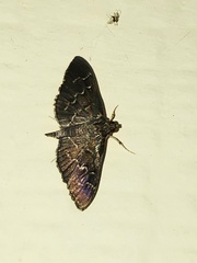 Pilocrocis ramentalis