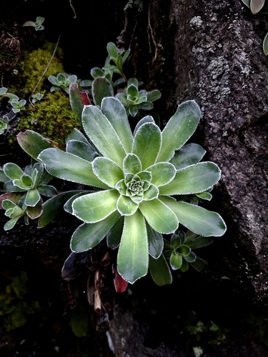 Pyramidal Saxifrage (Saxifraga cotyledon)