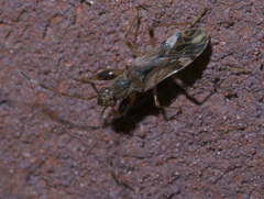 Neopamera albocincta