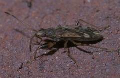 Neopamera albocincta
