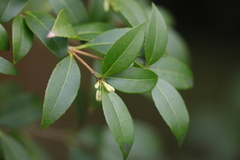 Osmanthus × burkwoodii