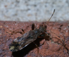 Neopamera albocincta