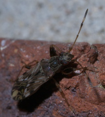 Neopamera albocincta