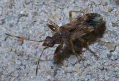 Neopamera albocincta