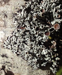 Menegazzia