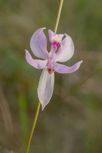 Pale Grasspink (Calopogon pallidus)