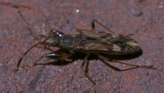 Neopamera albocincta