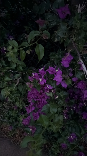 Bougainvillea glabra observed 2026-03-12