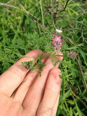 Fumaria densiflora