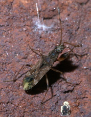 Neopamera albocincta