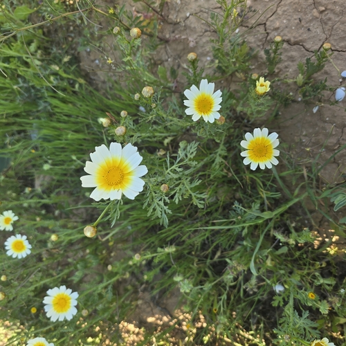Garland Daisy