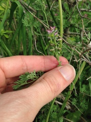 Fumaria densiflora