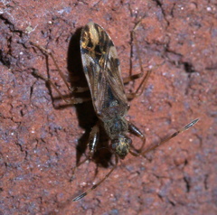 Neopamera albocincta