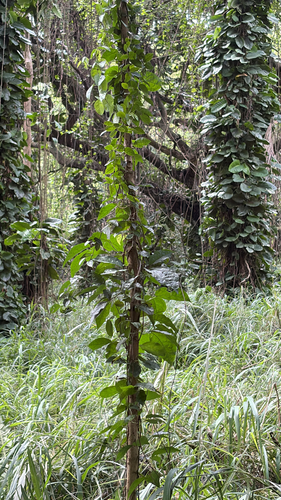 Mucuna gigantea observed 2026-03-15