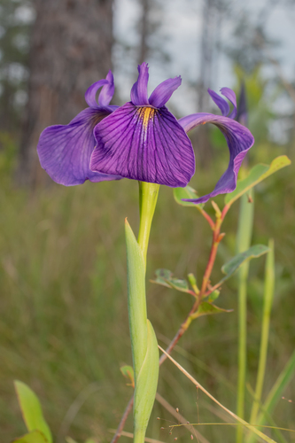 Savanna Iris (Iris tridentata)