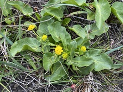 Sanicula maritima