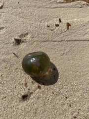 Siphonocladales