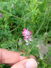 Fumaria densiflora