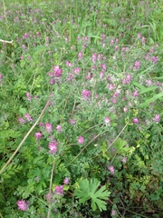 Fumaria densiflora