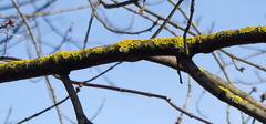 Xanthoria parietina