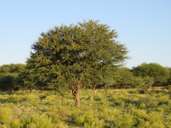 Prosopis caldenia