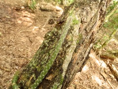 Selenicereus spinulosus