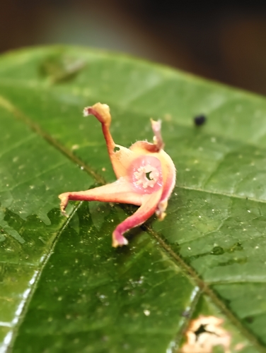Shorea macroptera observed 2026-03-15