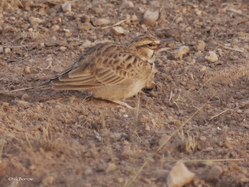 Short-tailed Lark