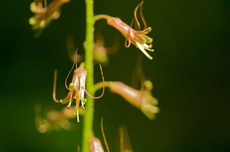 piggyback plants and youth-on-ages