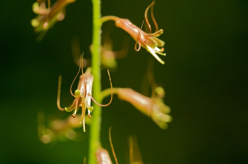 Tolmiea