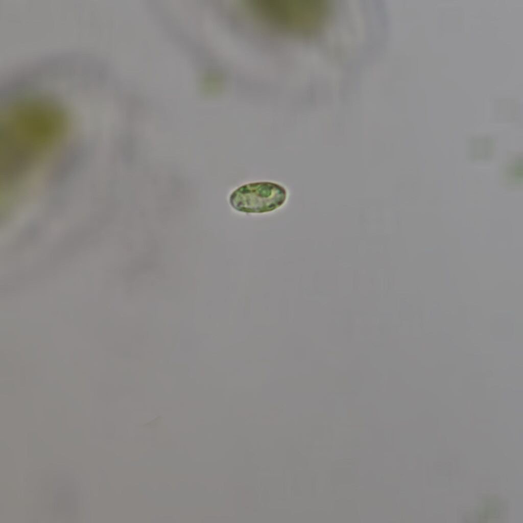 Mamiellophyceae