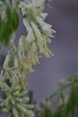 Astragalus racemosus
