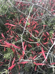 Justicia californica