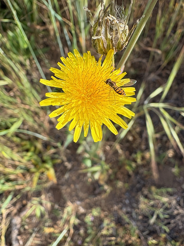 Unknown species found near Euclid Ave, National City, CA, US