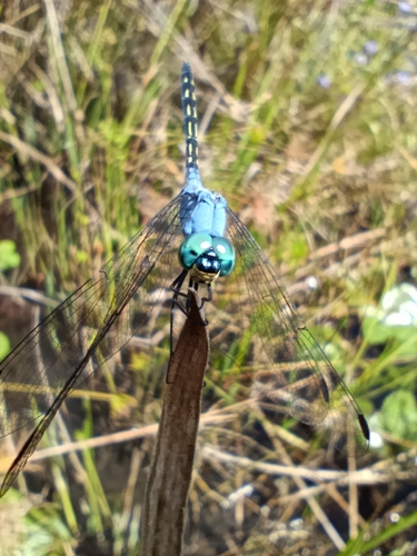 Jaunty Dropwing