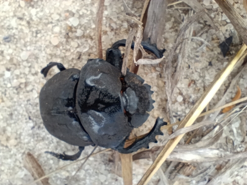 Popeye Dung Beetle