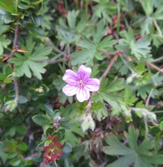 Geranium magellanicum